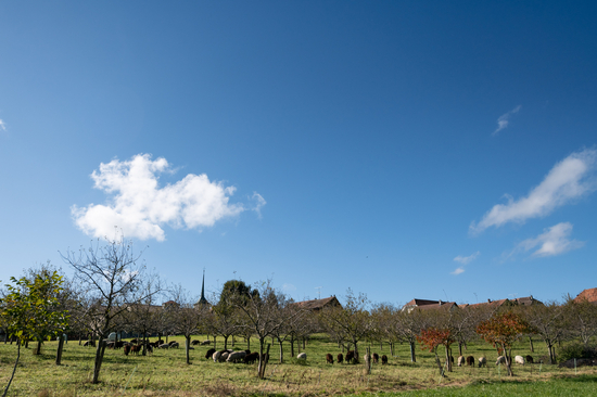Image - VueEgliseMoutons_6287.jpg
